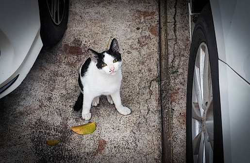 selective focus of a cute white and black village cat on the side of the road or in front of the house between the cars during the day