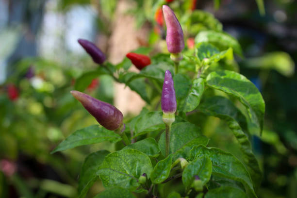 selective focus of colorful red purple chili trees bearing lots of fruit, outdoor in the garden