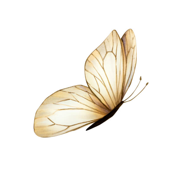 istock Beautiful boho butterfly. Watercolor hand drawn beige insect clipart isolated on background. Botanical and wedding illustration. For designers, invitations, decoration, postcards, wrapping paper, scrapbooking, covers 2150519957