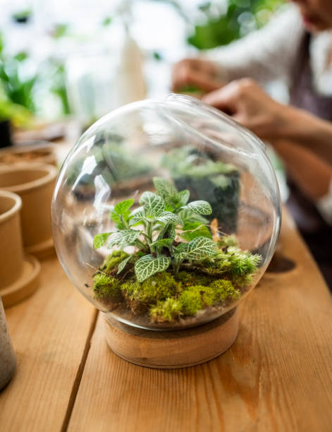 Close-up of beautiful plant terrarium on wooden table creating by senior students at gardening workshop