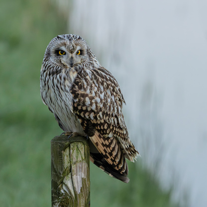 Short-eared owl, asio flammeus, perched on a pole in the grassland