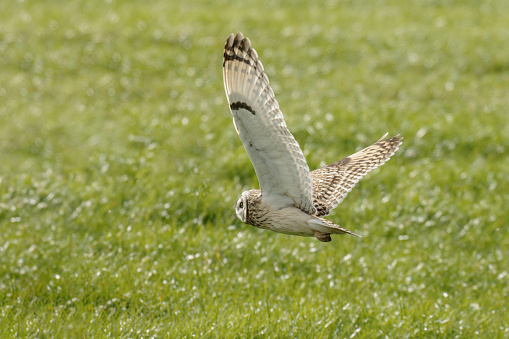 Short-eared owl, asio flammeus,  flying over the green gras look out for prey