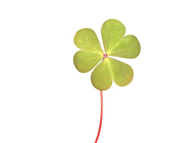 istock Oxalis corniculata or creeping woodsorrel 2150520978