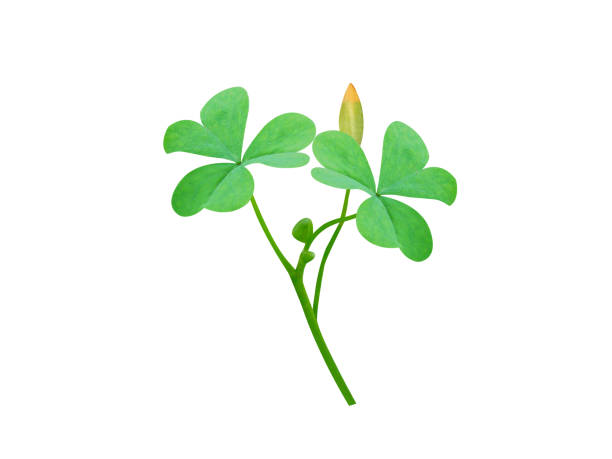istock Oxalis corniculata or creeping woodsorrel 2150521303