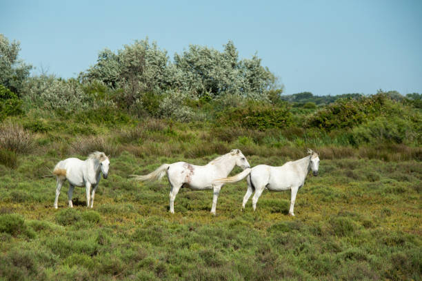 istock White horses in the camargue 2150522441