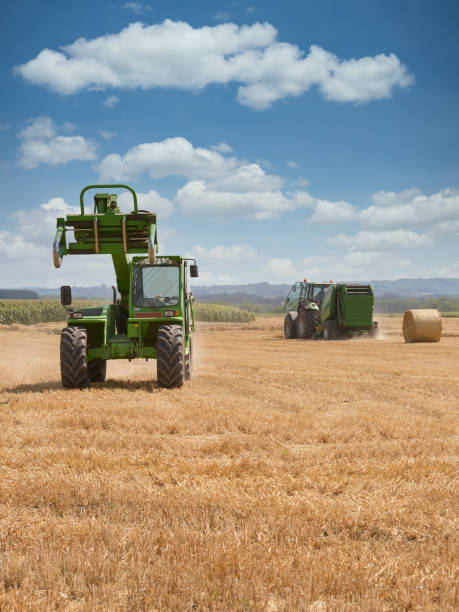istock Rural scene with harvest of corn 2150522517