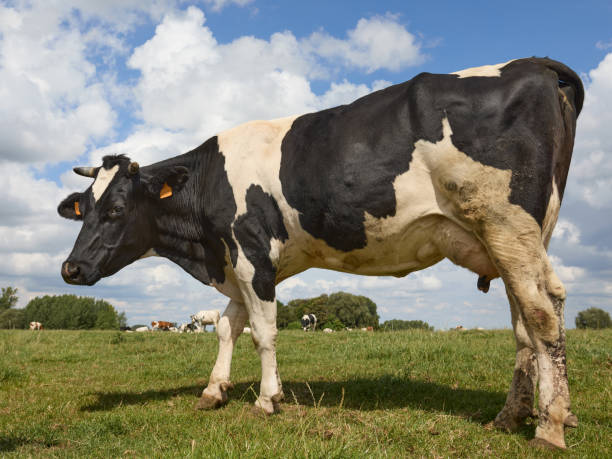 istock Rural scene with cow and pasture 2150522570