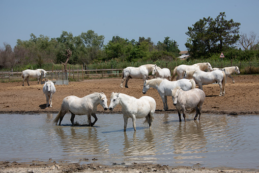 White horses in the Camargue running in the water