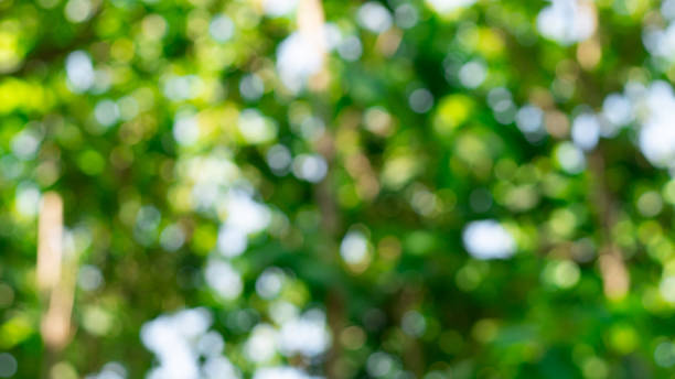 istock Natural blurred bokeh background from leaf and tree. Blurred natural green background - bokeh glare. 2150522697
