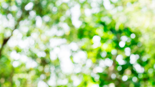 istock Natural blurred bokeh background from leaf and tree. Blurred natural green background - bokeh glare. 2150522701