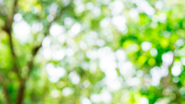 Natural blurred bokeh background from leaf and tree. Blurred natural green background - bokeh glare.