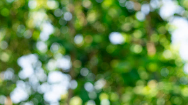 istock Natural blurred bokeh background from leaf and tree. Blurred natural green background - bokeh glare. 2150522748