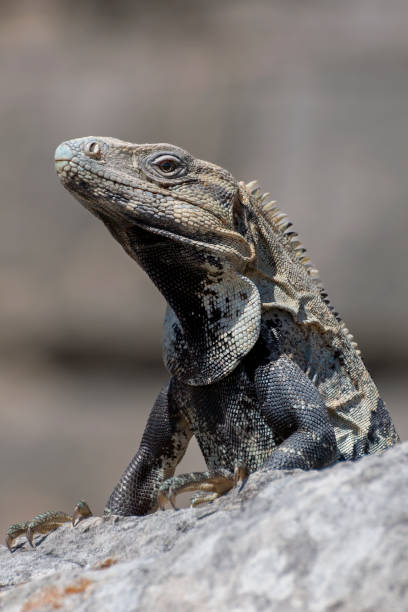 istock Side profile of a Mexican iguana perched on a rock 2150523567