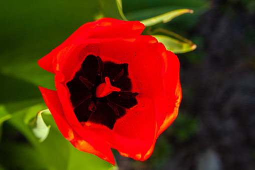 Close-up view of beautiful red tulip flower. Blur background. Tulip flowers with deep red petals. High quality photo