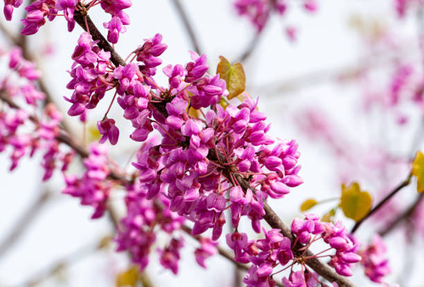 Blooming Judas Tree. Commonly Known As The Judas Tree Is A Small Deciduous Tree. Close up. High quality photo