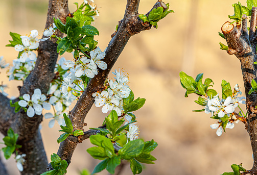Apple tree blooming background, spring nature awakening . High quality photo