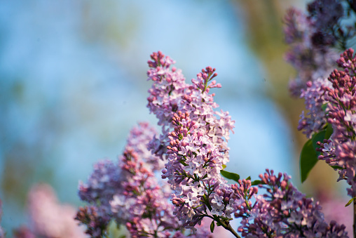 Lilac flowers on the blurred blue sky background