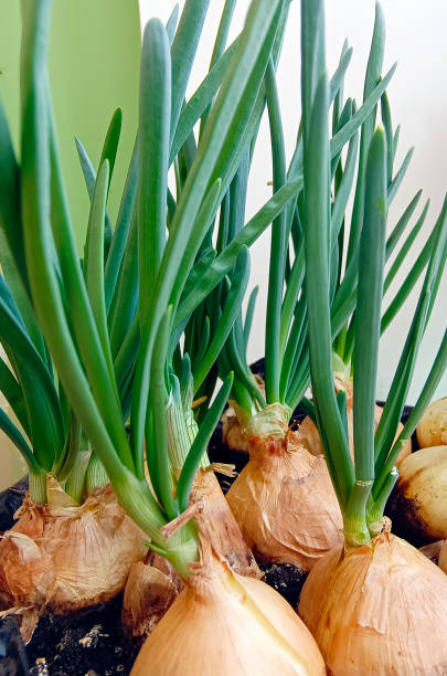 istock green onions growing on the windowsill. Vertical photography. 2150528002