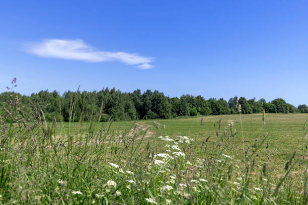 istock a field with grass for use in animal husbandry 2150528073