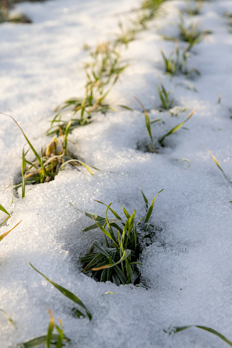 snow-covered green wheat sprouts, winter wheat during snowmelt during thaw
