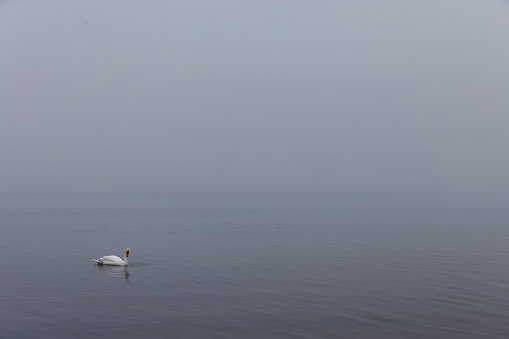 white swans swimming on the lake in foggy weather, one swan on the lake in early spring in search of food