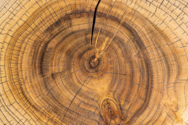 istock a beautiful cut of a walnut tree processed for decoration and use 2150528647