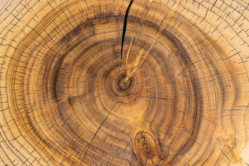 a beautiful cut of a walnut tree processed for decoration and use, a cut of a walnut tree with annual rings