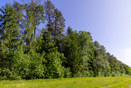 mixed forest with green foliage on trees in clear weather, trees in the forest in sunny weather