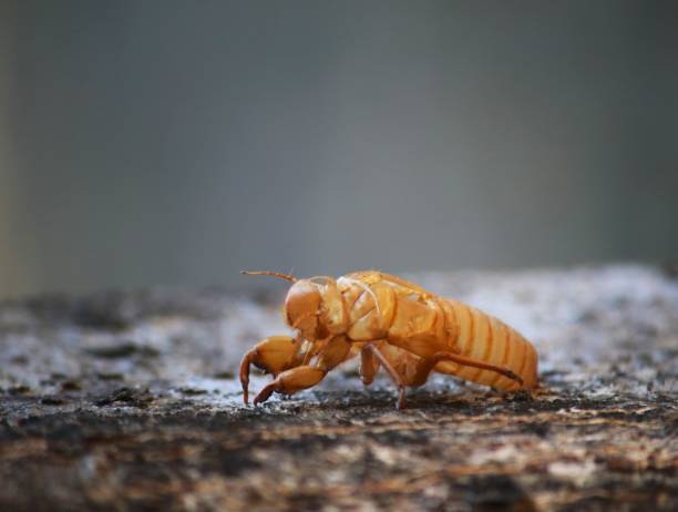 Close-up photo of a cicada molting on a tree.