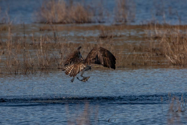 istock Osprey flies away with a fish it caught in the marsh 2150529729