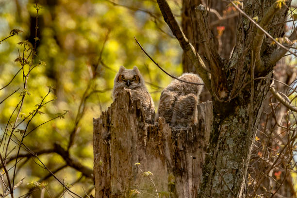 istock Great Horned Owlets nestled in their nest 2150529777