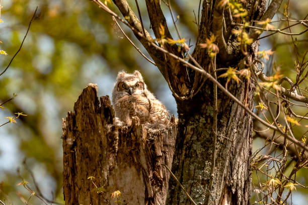 istock Great Horned Owlets nestled in their nest 2150529797