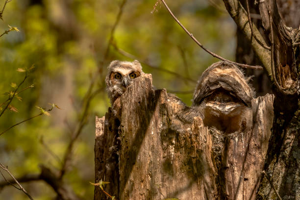 istock Great Horned Owlets nestled in their nest 2150529816