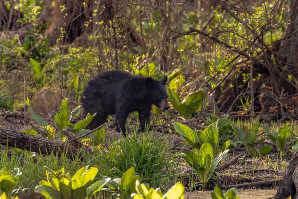 A cropped close-up of an American black bear (Ursus Americanus) on a meadow with lush green grass and white clover flowers
