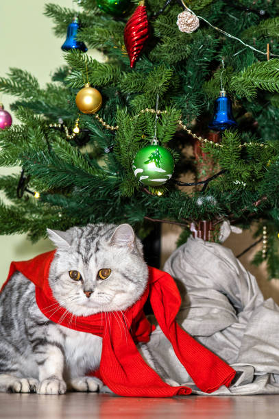 istock Purring cat eagerly awaiting presents: cozy Christmas in a homey atmosphere 2150530546