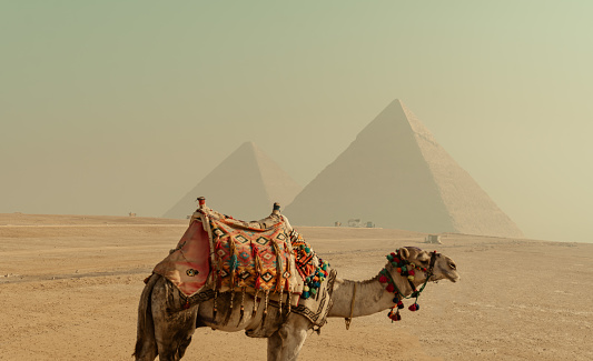 lonely camel in front of the Pyramids of Giza in golden hazy morning light