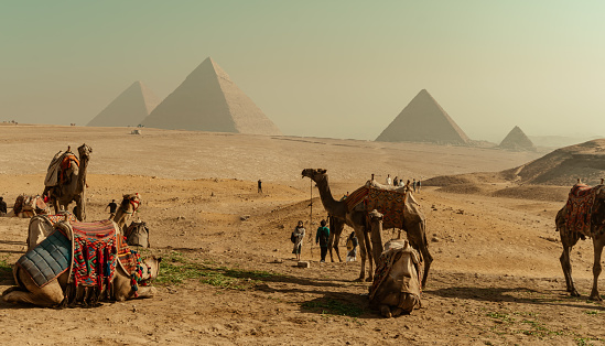 Tourist transport animals at the pyramids of Giza