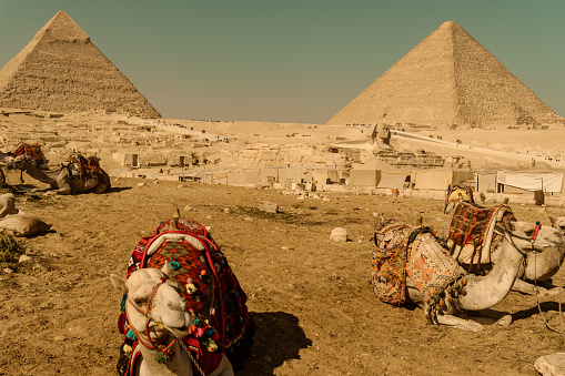 Tourist transport animals at the pyramids of Giza