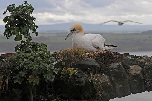 You can see the raindrops on the back of this nesting gannet. Its nest is high up on the remains of a building on Bass Rock. The single plant is Tree Mallow and the Scottish coast is in the distance. Well focussed with good details.