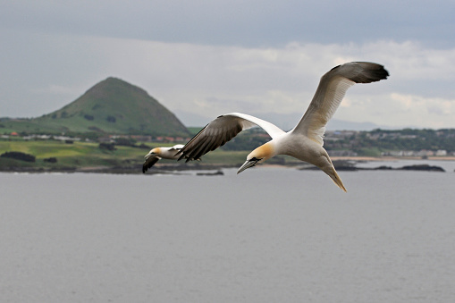 The photo was taken from Bass Rock looking towards the Scottish mainland. The buildings on the right are in North Berwick and the cone shaped hill is known as North Berwick Law. The image is of a very elegant gannet, hunting for fish, in a unique Scottish setting.