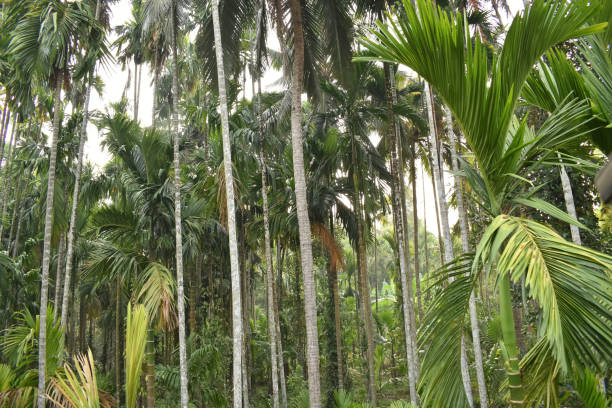 istock A scenic view of a Areca tree plantation. 2150533908