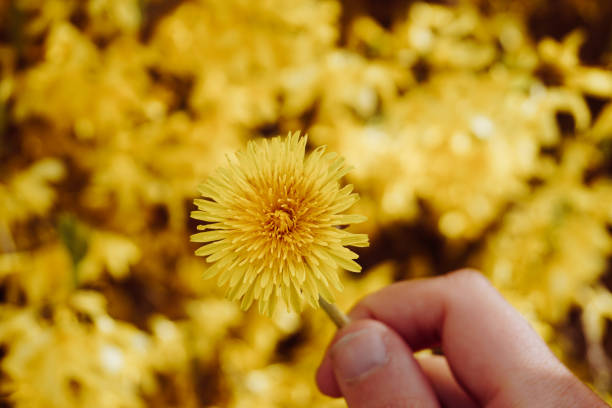 Bouquet of yellow spring dandelions isolated on white background