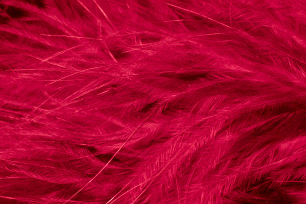 istock red litle feather macro foto 2150535324