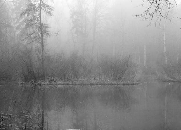 Teich am nebligen Morgen