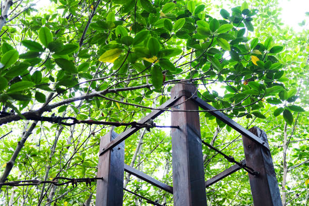 A bamboo supports electrical cables.