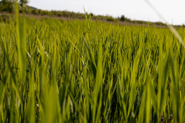 High bright green grass in a marshland on a sunny day.