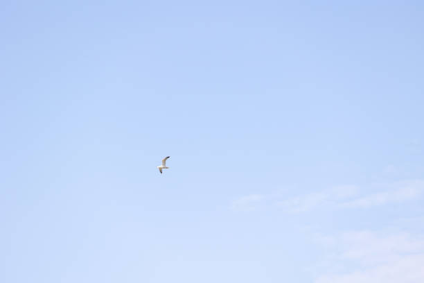 Seagull flying in the blue sky on a sunny day.