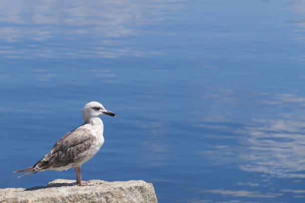 Seagull in profile staring at the sea