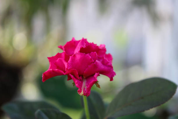 close-up of a rose on a blurred floral background in a greenhouse