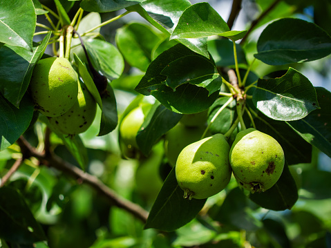 Green pears and leaves under sunlight; an image reflecting growth and natures bounty, suitable for educational materials in botany or nutrition.